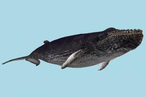 Baleine Bleue Baleine Bleue-2